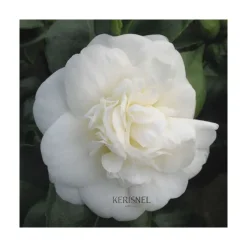 TRUFFAUT - Camellia 'Nobilissima' : H 40/50 cm, ctr 3 Litres