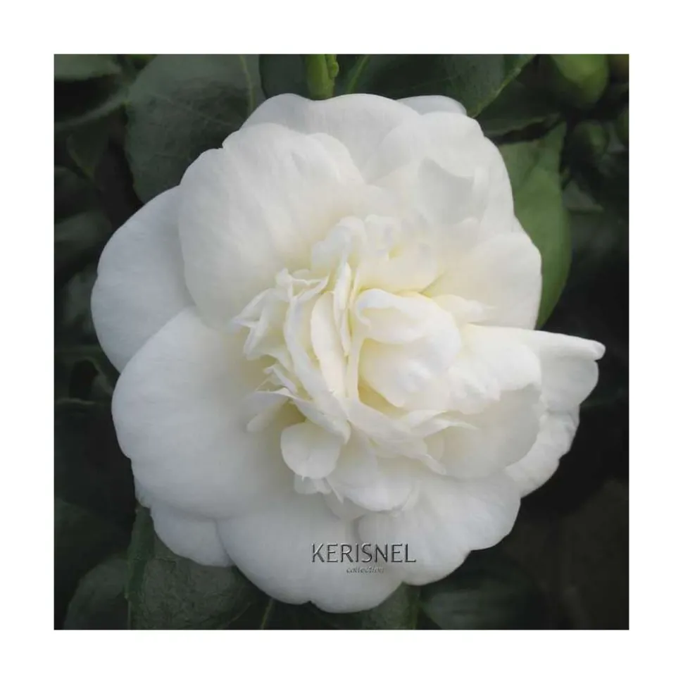 TRUFFAUT - Camellia 'Nobilissima' : H 40/50 cm, ctr 3 Litres