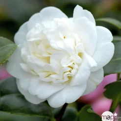TRUFFAUT - Camellia 'Nobilissima' : H 40/50 cm, ctr 3 Litres