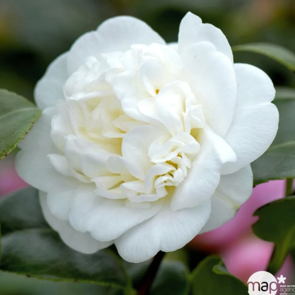 TRUFFAUT - Camellia 'Nobilissima' : H 40/50 cm, ctr 3 Litres