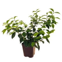 TRUFFAUT - Camellia 'Nobilissima' : H 40/50 cm, ctr 3 Litres