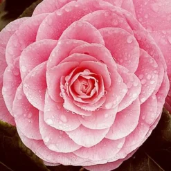 TRUFFAUT - Camellia 'Nuccio's Cameo' : H 40/50 cm, ctr 3/4 Litres