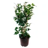 TRUFFAUT - Camellia 'Spring Formal':H 60/70 pot 7L