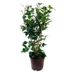TRUFFAUT - Camellia 'Spring Formal':H 60/70 pot 7L