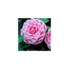 TRUFFAUT - Camellia 'Tom Pouce' : H 40/50 cm, ctr 3 Litres