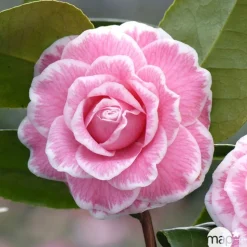 TRUFFAUT - Camellia 'Tom Pouce' : H 40/50 cm, ctr 3 Litres