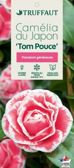 TRUFFAUT - Camellia 'Tom Pouce' : H 40/50 cm, ctr 3 Litres