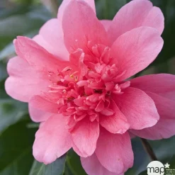 TRUFFAUT - Camellia 'Volcano' : H 40/50 cm, ctr 3 Litres