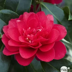 TRUFFAUT - Camellia 'Volcano' : H 40/50 cm, ctr 3 Litres