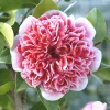 TRUFFAUT - Camellia x 'Volunteer':H 60/70 cm conteneur 7 litres