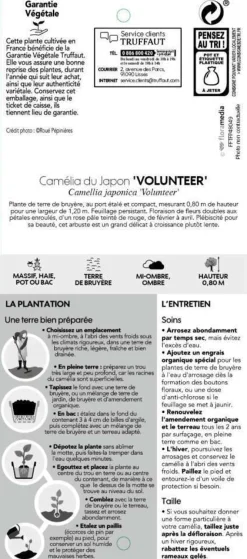 TRUFFAUT - Camellia x 'Volunteer':H 60/70 cm conteneur 7 litres