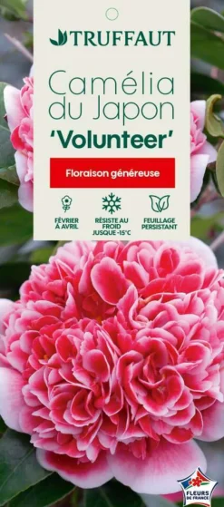 TRUFFAUT - Camellia x 'Volunteer':H 60/70 cm conteneur 7 litres