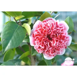 TRUFFAUT - Camellia x 'Volunteer':H 60/70 cm conteneur 7 litres