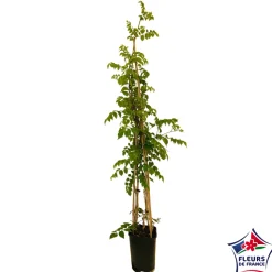 TRUFFAUT - Campsis 'Mme Gallen': pot 6L