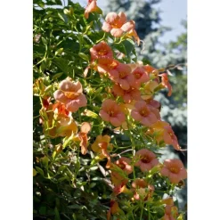 TRUFFAUT - Campsis radicans : conteneur 1.5 litres