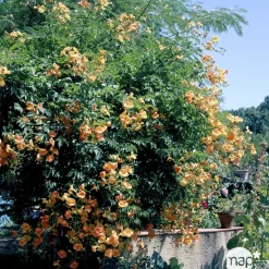 TRUFFAUT - Campsis Yellow Trumpett : ctr 3 litres