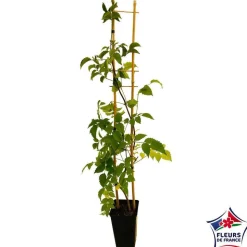 TRUFFAUT - Campsis Yellow Trumpett : ctr 3 litres