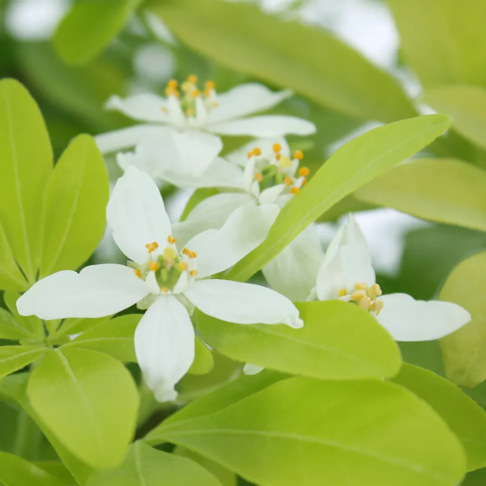 TRUFFAUT - Choisya Ternata sundance H.30/40cm - Pot 5L