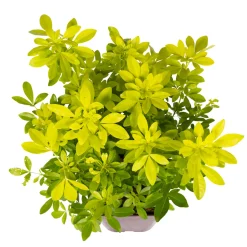 TRUFFAUT - Choisya Ternata sundance H.30/40cm - Pot 5L