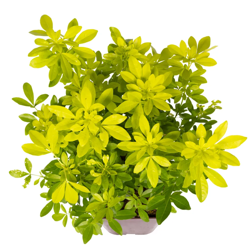 TRUFFAUT - Choisya Ternata sundance H.30/40cm - Pot 5L