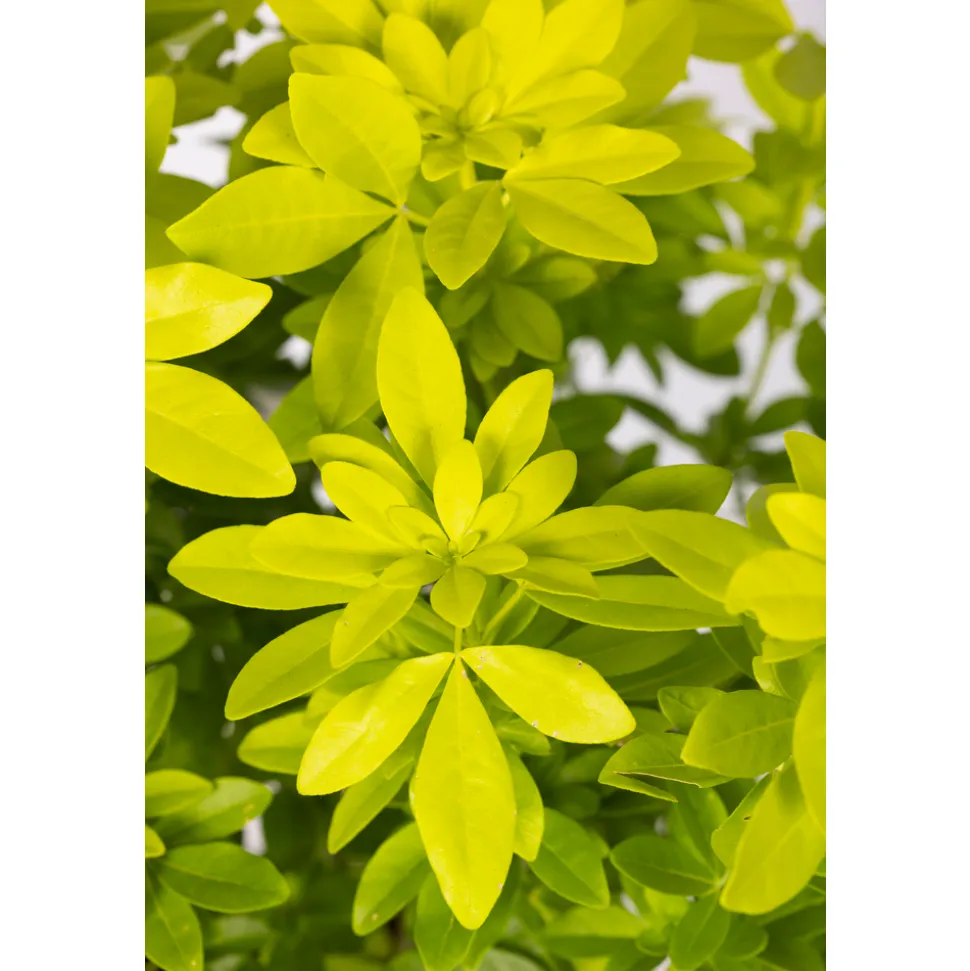 TRUFFAUT - Choisya Ternata sundance H.30/40cm - Pot 5L