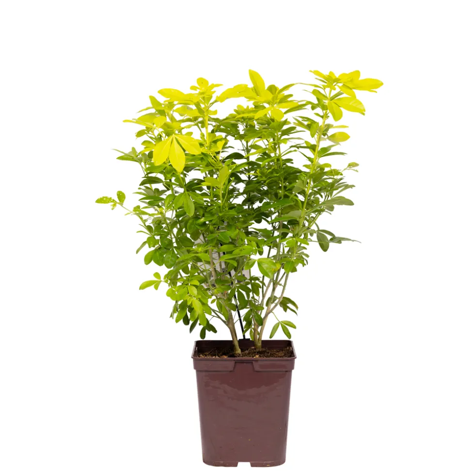 TRUFFAUT - Choisya Ternata sundance H.30/40cm - Pot 5L