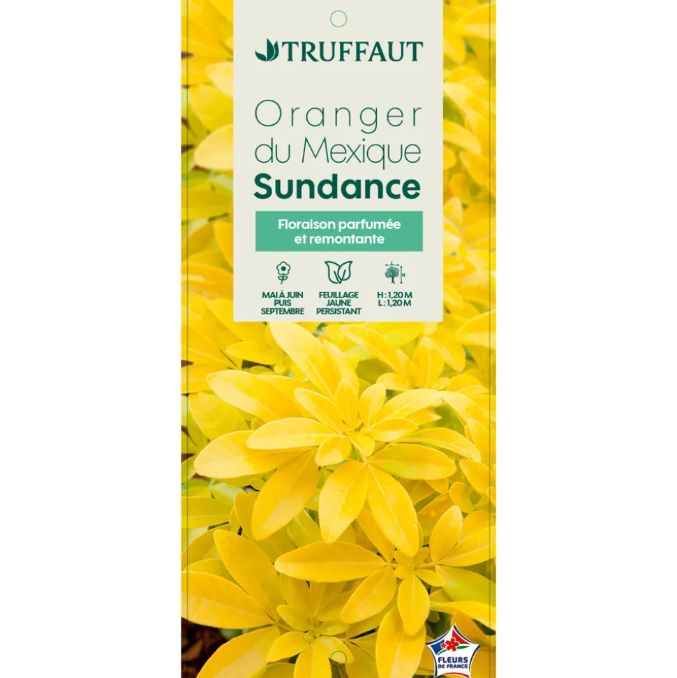 TRUFFAUT - Choisya Ternata sundance H.30/40cm - Pot 5L