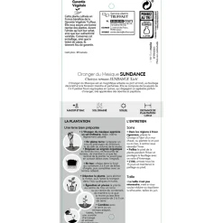 TRUFFAUT - Choisya Ternata sundance H.30/40cm - Pot 5L