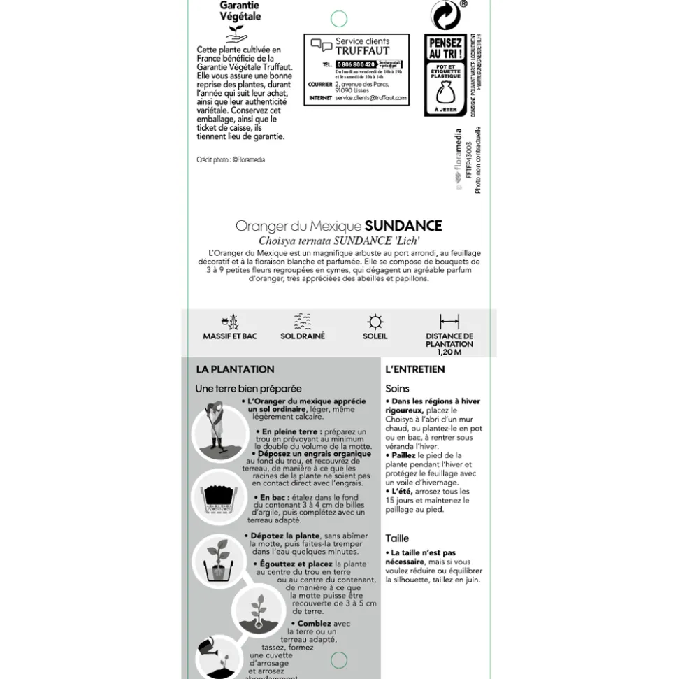 TRUFFAUT - Choisya Ternata sundance H.30/40cm - Pot 5L