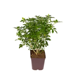 TRUFFAUT - Choisya ternata: C 5L