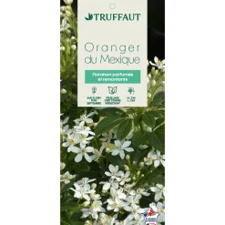 TRUFFAUT - Choisya ternata: C 5L