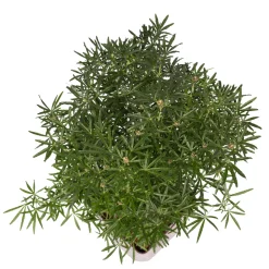 TRUFFAUT - Choisya ternata ' White Dazzler' pot 5L