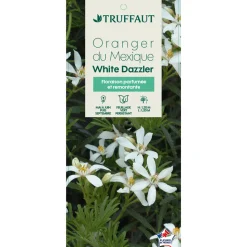 TRUFFAUT - Choisya ternata ' White Dazzler' pot 5L