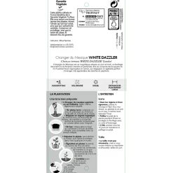 TRUFFAUT - Choisya ternata ' White Dazzler' pot 5L