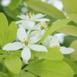 TRUFFAUT - Choisya ternata 'Sundance':pot 7L MDD