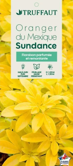 TRUFFAUT - Choisya ternata 'Sundance':pot 7L MDD