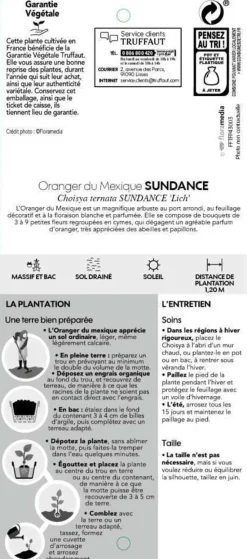 TRUFFAUT - Choisya ternata 'Sundance':pot 7L MDD