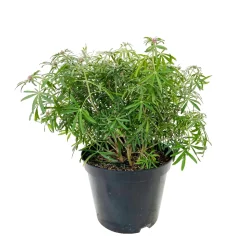 TRUFFAUT - Choisya 'White Dazzler':pot 7L MDD