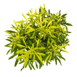 TRUFFAUT - Choisya x 'Aztec Gold' - Pot 5L