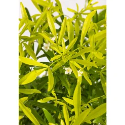 TRUFFAUT - Choisya x 'Aztec Gold' - Pot 5L