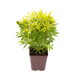 TRUFFAUT - Choisya x 'Aztec Gold' - Pot 5L