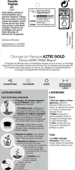 TRUFFAUT - Choisya x 'Aztec Gold':pot 7L MDD