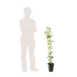 TRUFFAUT - Clematis ' The President ': conteneur 3 litres