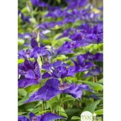 TRUFFAUT - Clematis ' The President ': conteneur 3 litres