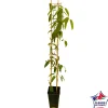 TRUFFAUT - Clematis armandii: ctr de 3 Litres