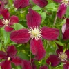 TRUFFAUT - Clematis 'Burning Love':pot 6L