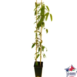 TRUFFAUT - Clematis 'Enham Star': pot 3L