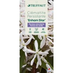 TRUFFAUT - Clematis 'Enham Star': pot 3L