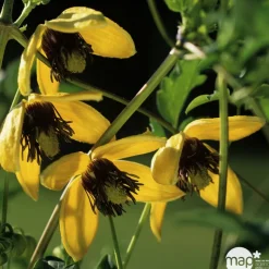 TRUFFAUT - Clematis 'Golden Tiara® Kugotia':pot 3L