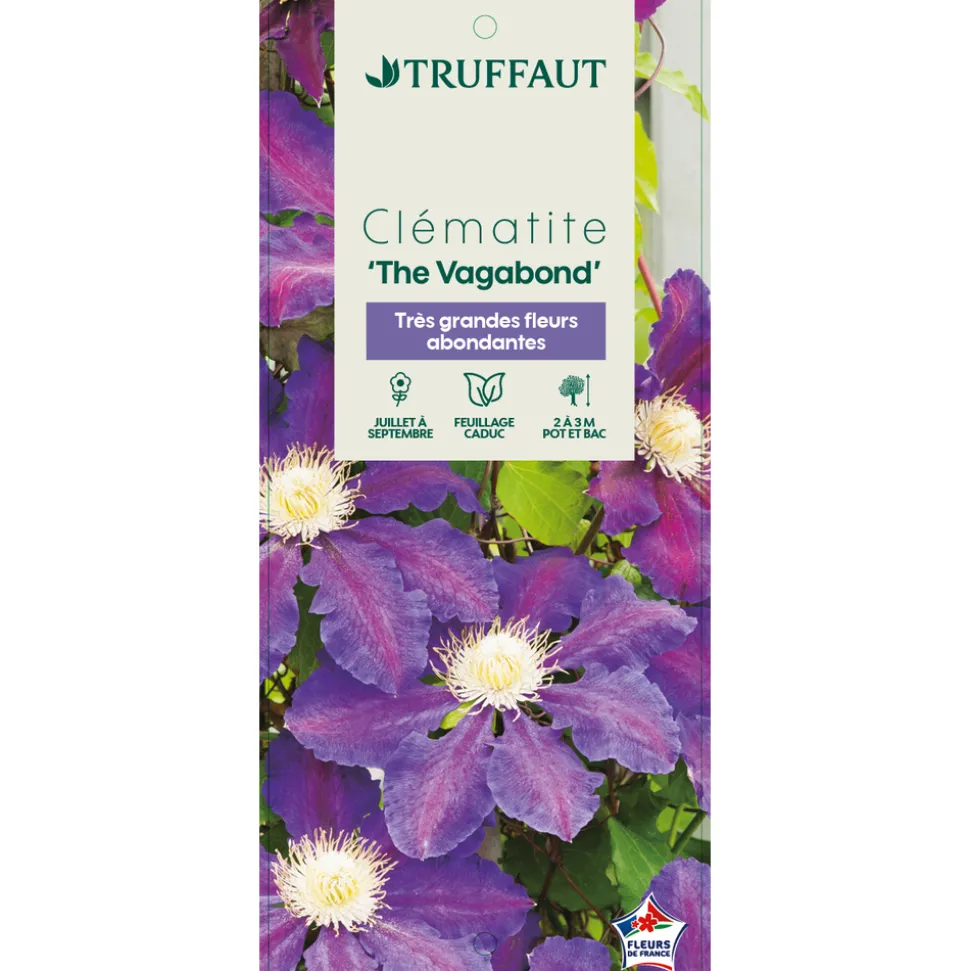 TRUFFAUT - Clematis hybride 'The Vagabond ':conteneur 3 Litres